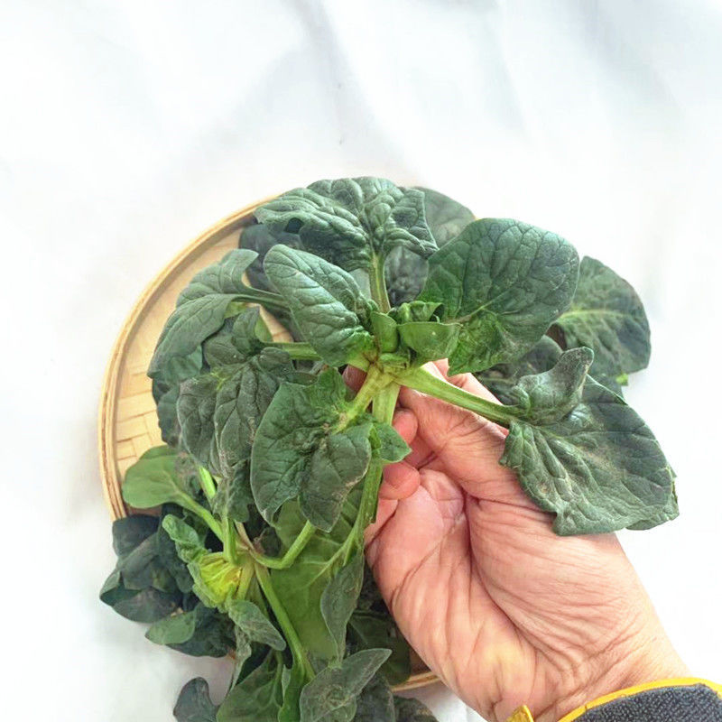 矮脚菠菜新鲜蔬菜1/5斤河南霜冻菠菜贴地菠菜红根菠菜小菠菜 3斤装