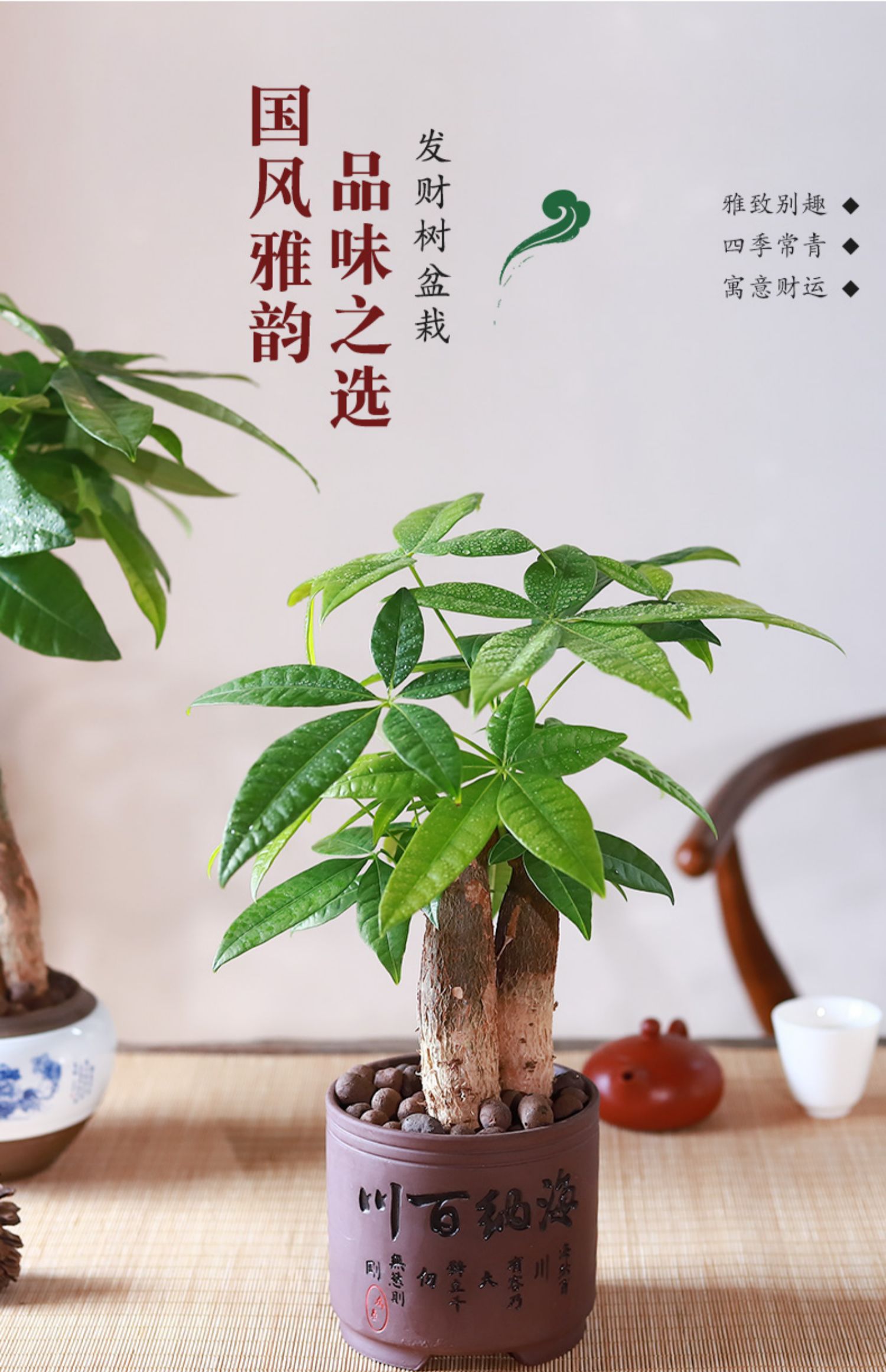 发财树摇钱树盆栽招财植物办公室内花卉客厅桌面大绿植小盆景好养