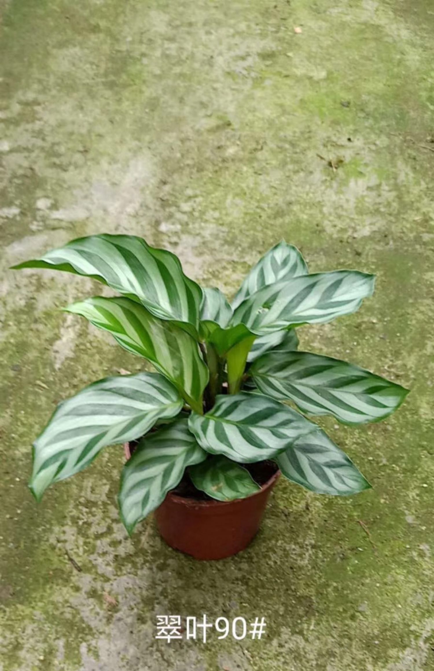 多品种竹芋青苹果 小盆栽客厅室内办公室桌面观叶小盆景净化空气 双线