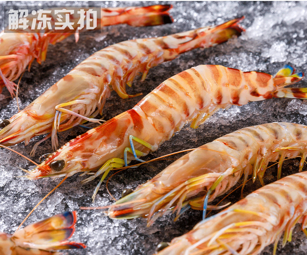 海捕斑节虾九节虾鲜活冻刺身竹节虾比黑虎虾鲜甜特大新鲜冷冻海虾深海