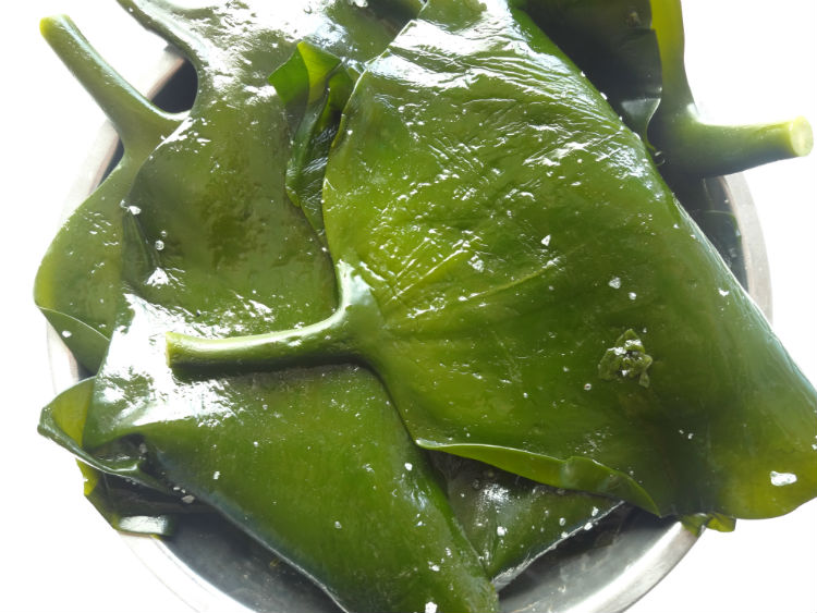 荣成野生特厚盐渍新鲜海带头 2020年新货昆布海带根5斤 火锅串串