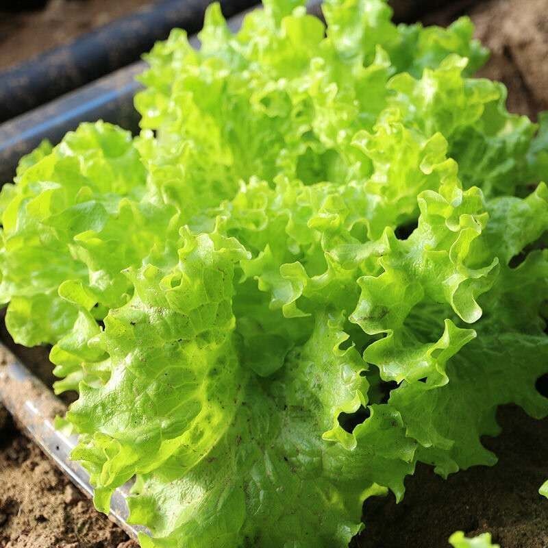 现挖新鲜生菜沙拉菜新鲜奶油小白菜奶白菜小青菜5斤净重生菜纸箱