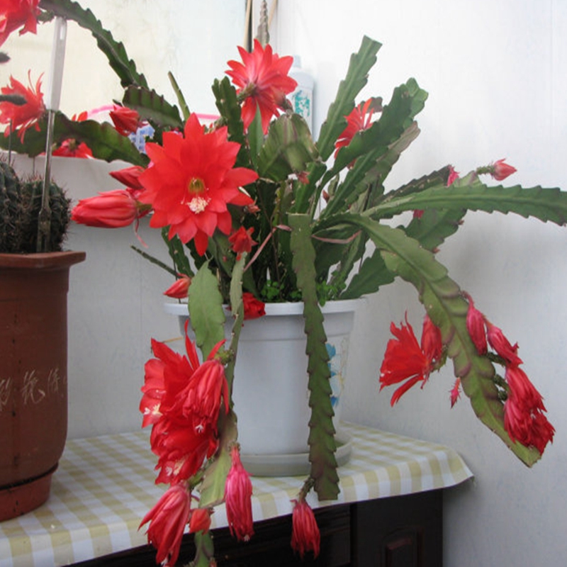 欲静 令箭荷花苗 多肉植物 花卉盆栽 令箭荷花 盆栽花卉 黄色 高度10