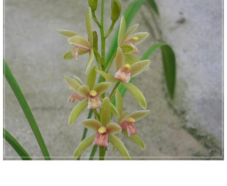 兰花苗浓香金边矮种线艺四季建兰 金凤冠 花卉植物室内好养盆栽 金