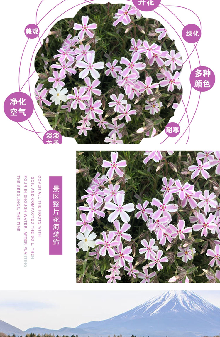 芝樱花籽芝樱花种子福禄考花籽花种四季室外北方阳台见土就活花种 芝