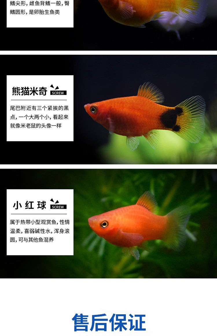 瑪麗魚胎生魚活體熱帶觀賞魚孔雀魚金銀黑瑪麗金銀球