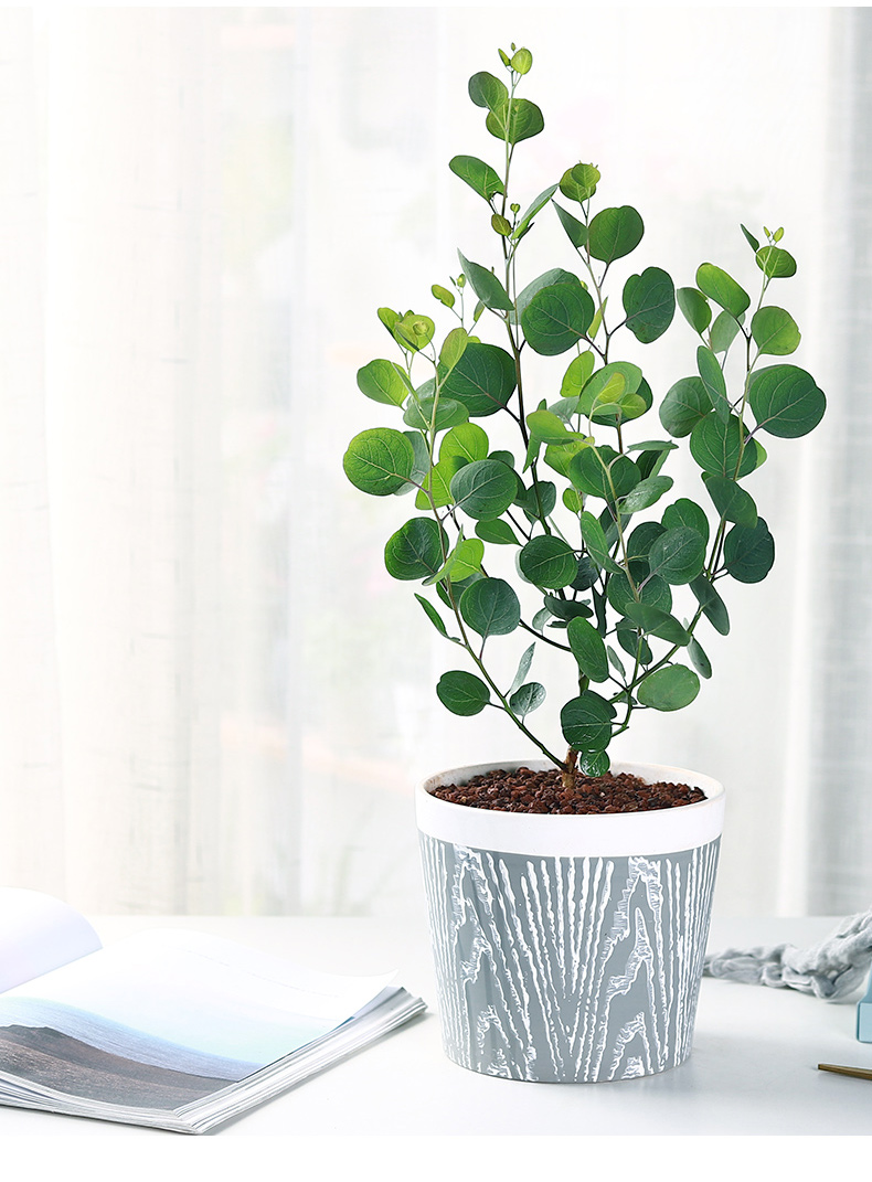 圆叶尤加利盆栽花卉植物室内北欧网红叶办公室绿植好养活四季常绿 4年