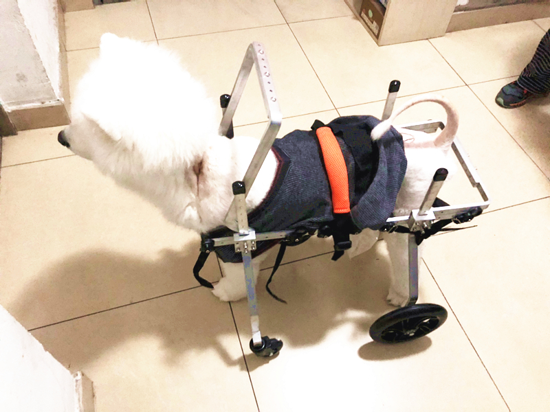 狗轮椅宠物后肢残疾瘫痪康复轮椅狗康复车动物辅助支架四轮代步车tuff