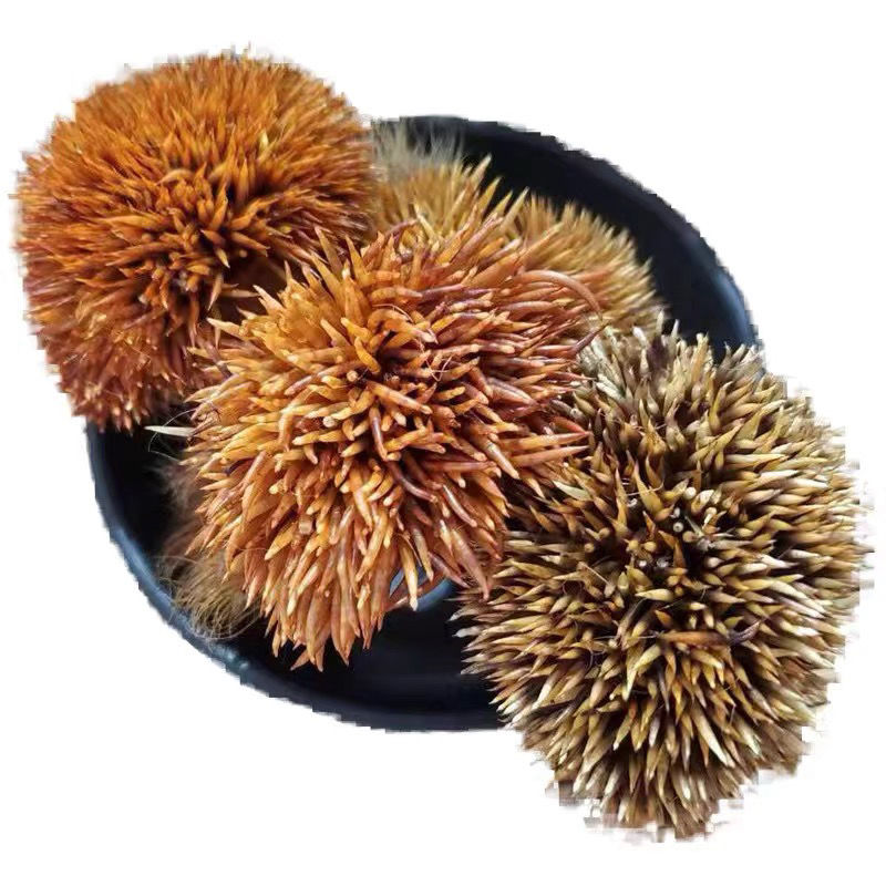 问善【精选】炒刺猬皮中药材 仙人衣 刺猬皮块 炙刺猬皮 炒刺猬皮粉