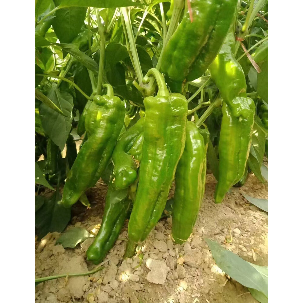 京艺515特大牛角椒辣椒种子高产抗病微辣耐低温春秋基地种植 京艺515