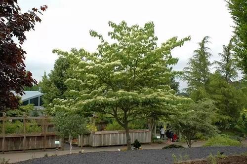 稀有品种别墅树灯台树苗花卉室外 庭院.四季常绿.植物.