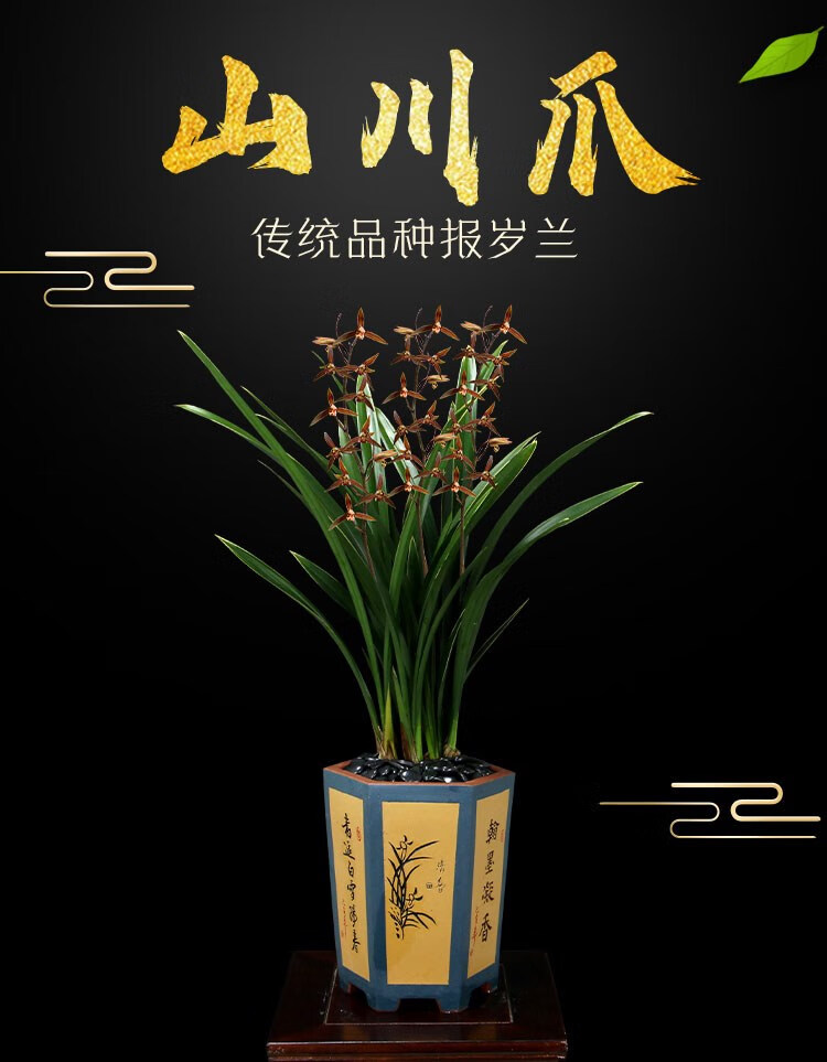 翁源兰花【直播48】墨兰企黑金边室内红花除甲醛浓香好养植物盆栽