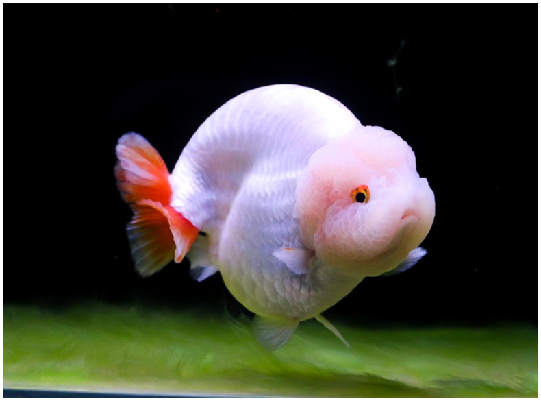 潘式小尾兰寿金鱼活体精品奶牛活鱼观赏鱼冷水小中型鱼苗好养耐活 6-7