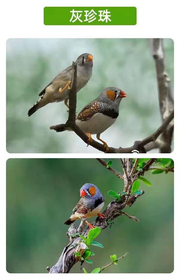 名称:纹鸟活体宠物观赏鸟灰文白文小太阳活体宠物家养观赏鸟活物金背