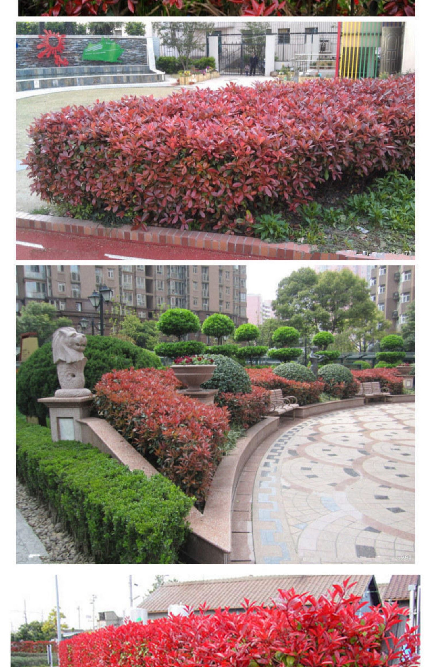 多瑙梦红叶石楠树苗四季常青庭院别墅绿化苗木盆栽红罗宾篱笆苗景观一