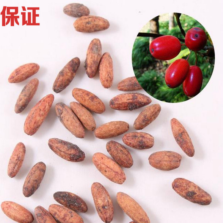 红衣仙子山茱萸树种苗中药材山茱萸种子山萸肉山芋肉山于肉qcdd 山