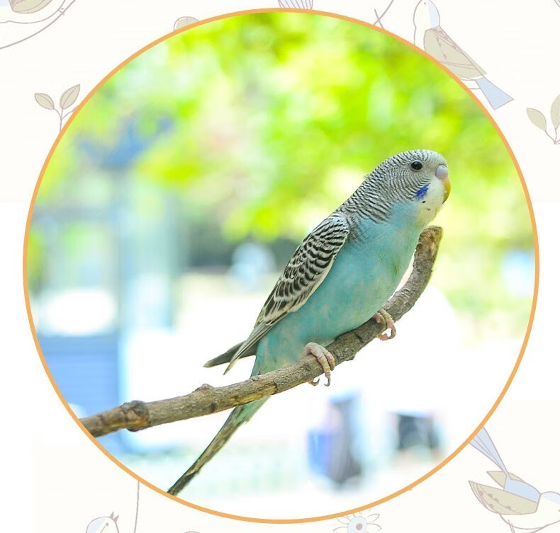 一只白云斑 一只蓝云斑【颜值高【图片 价格 品牌 报价】-京东