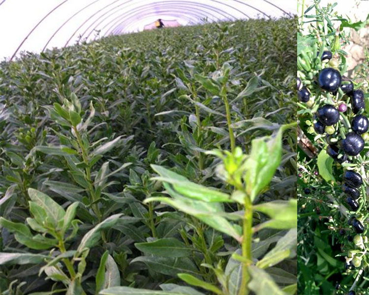 可食用大果枸杞苗盆栽地栽大叶红黑枸杞苗南方北方种植庭院果树苗 黑