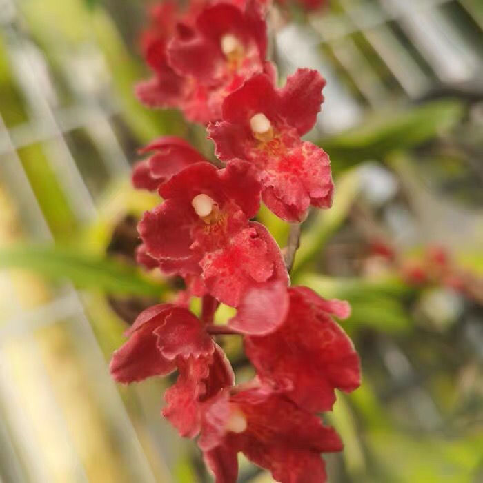 迷你文心兰红瓢虫洋兰桌面趣味花卉兰花小盆栽易长花开花机器带花 不