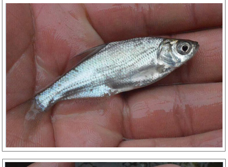 鳊鱼苗淡水养殖食用扁鱼苗活体三角鲂团头鲂边鱼苗超好养武昌鱼苗1000