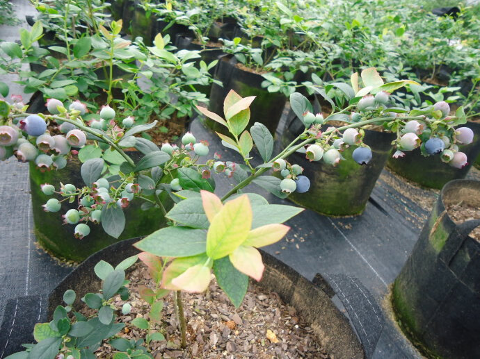 藍莓苗盆栽地栽果樹苗四季南北方種植帶原土發貨花卉綠植奧尼爾3年苗