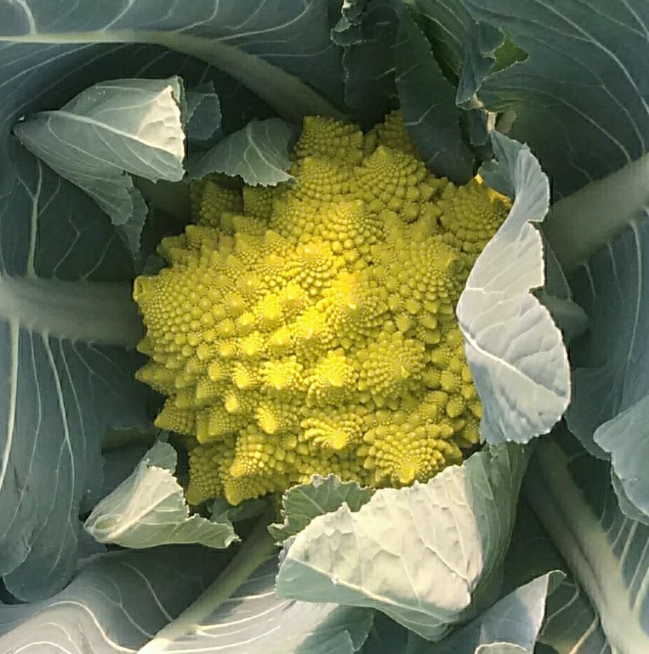 新鲜宝塔菜新鲜蔬菜罗马花椰菜青宝塔花菜菜花现砍现发23个3斤左右