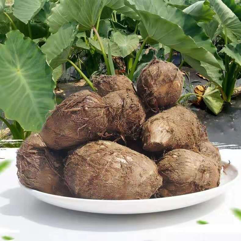 芋头新鲜小芋头农家毛芋头小香芋非广西荔浦芋头3斤5斤 10斤中果(带箱