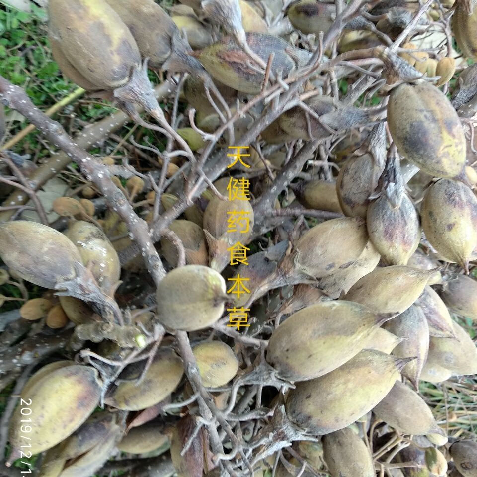 泡桐果中药材泡桐子泡桐叶泡桐皮空桐木白桐水桐紫花树新鲜干货 250克