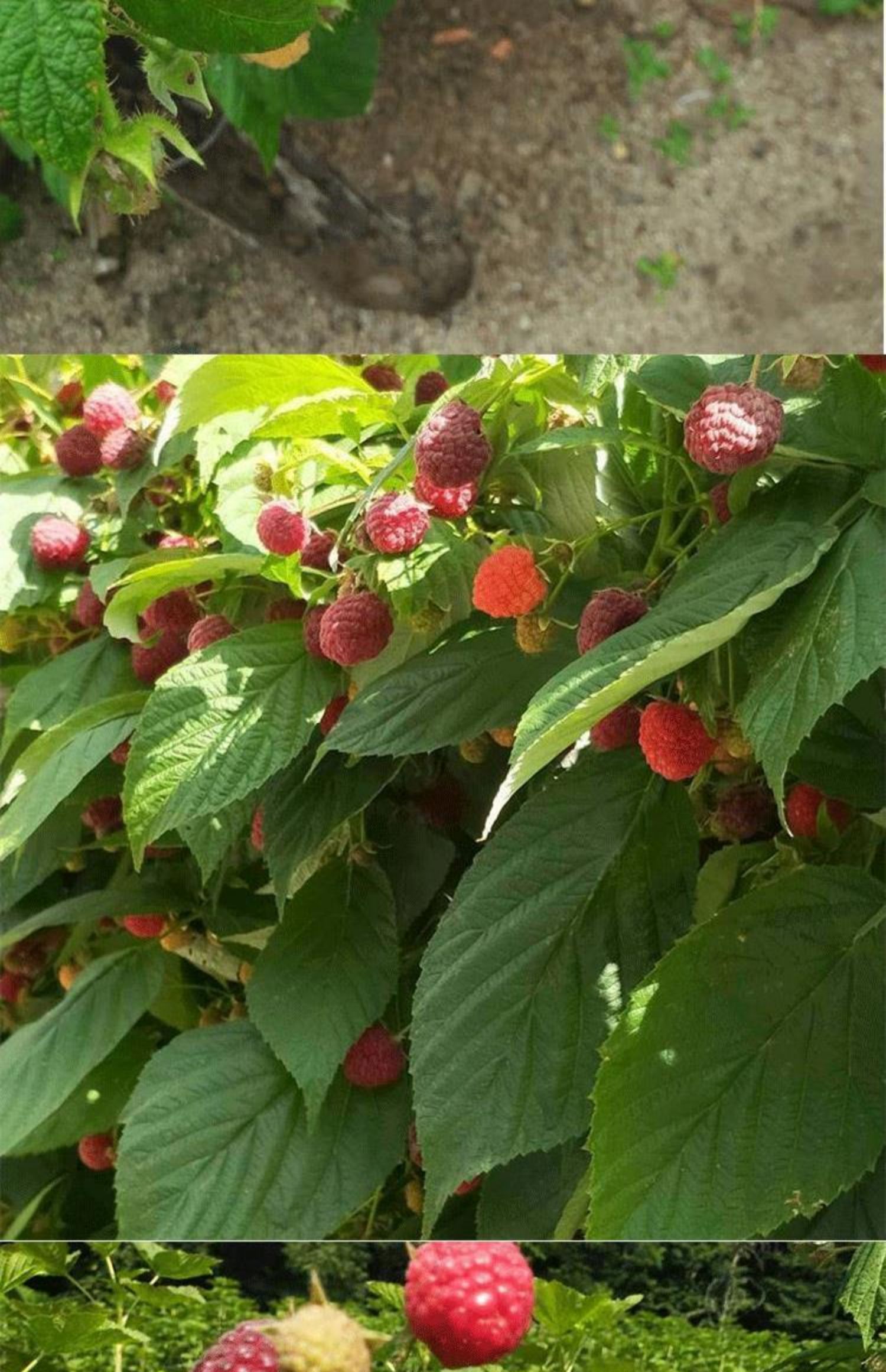 樹莓苗特大雙季樹莓覆盆子樹苗黃紅樹莓苗南方北方盆栽地栽果樹苗