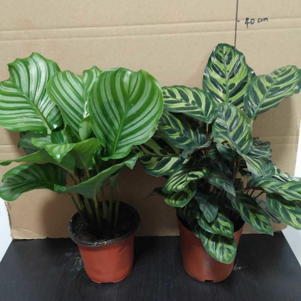 园艺 青苹果竹芋彩虹孔雀室内植物北欧客厅绿植观叶植物 猫眼【高50cm