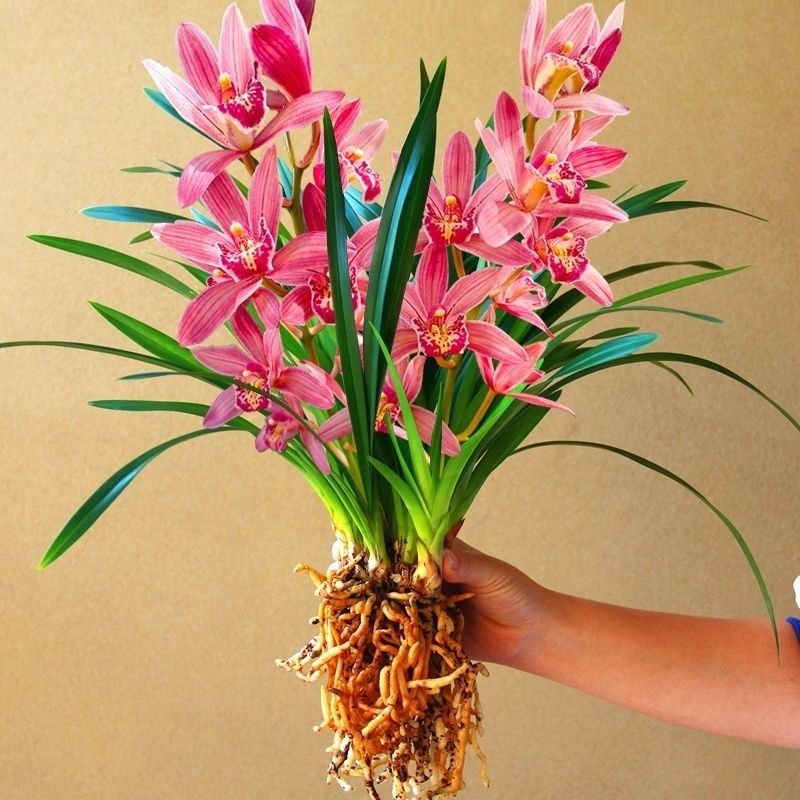 带多花苞 新店开张 兰花浓香型 四季兰苗满屋飘香 碧玺 1苗精品【图片