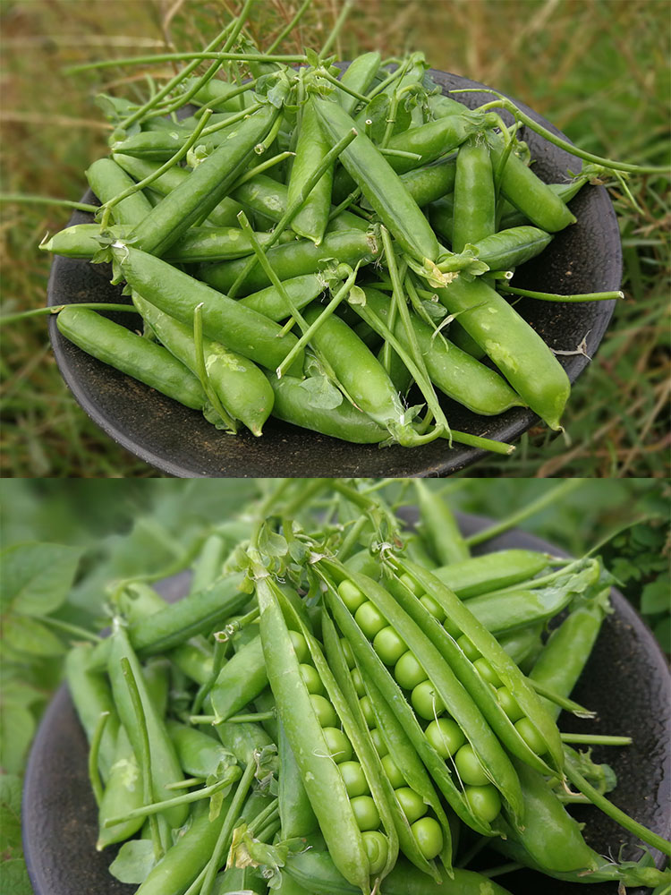 辰实 豌豆荚 云南新鲜甜脆豌豆水果青豌豆 甜豆 2斤