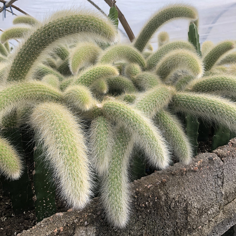 澜墨九尾狐多肉猴尾柱软毛猴尾巴九尾狐多肉植物纯正超长毛稀有品种