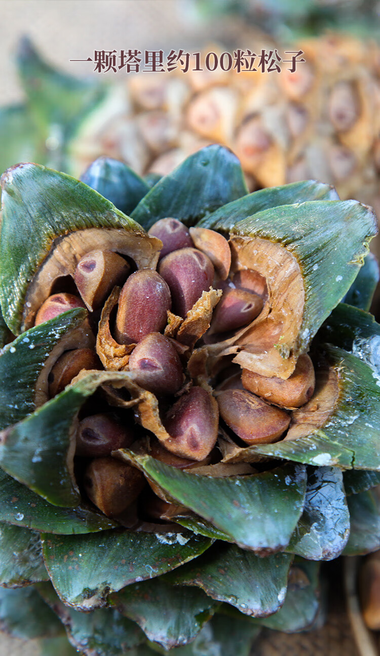 溪味道2022年新鲜东北红松塔野生整颗大塔生的水仁松子颗粒开口油炸