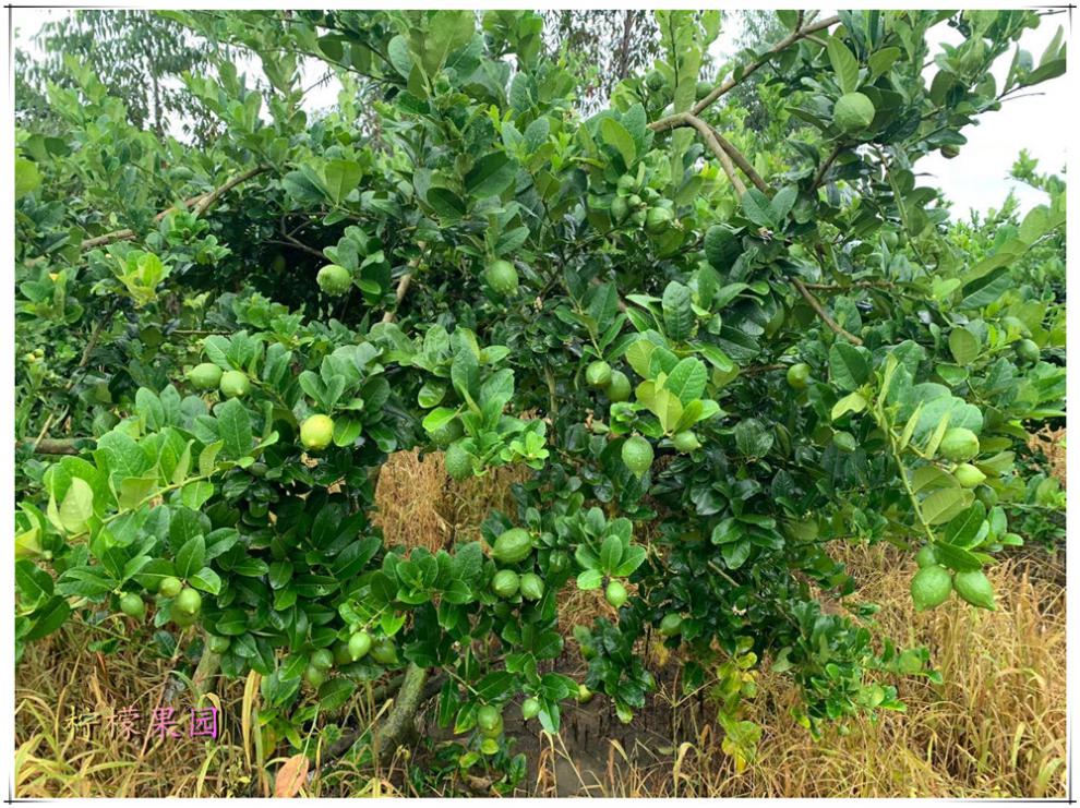 源外园 广东香水柠檬新鲜奶茶店专用青柠檬一级果5斤 500g 60-250g