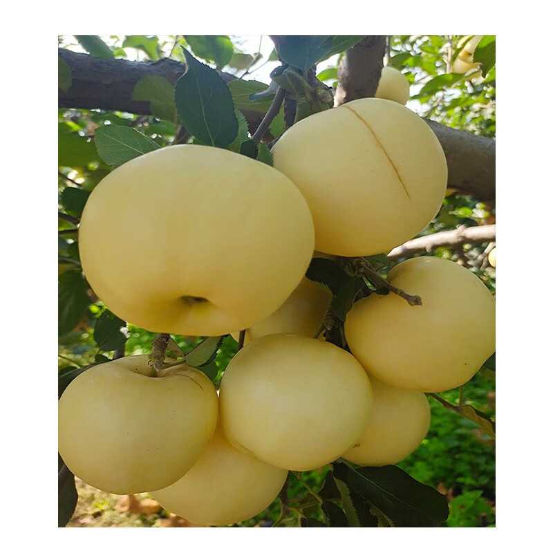 媚调嘎啦苹果新鲜5斤鲜果奶油苹果刮泥孕妇水果黄苹果白苹果非红旮旯
