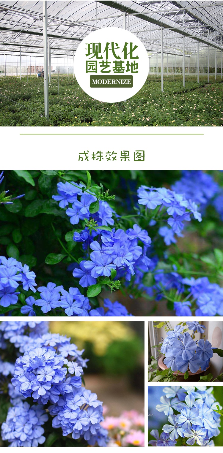 蓝雪花苗 盆栽大苗爬藤花卉绿植物室内阳台庭院多年生