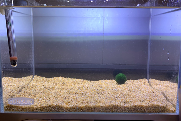 石头底沙水草缸天然黑金沙铁胆细沙火山石子鱼缸底砂黑金沙5斤店主