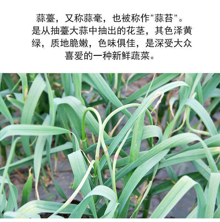 新鲜蒜苔嫩蒜薹蒜毫蒜苔苗蒜苔鲜嫩蒜薹农家蔬菜产地直发3斤实惠装