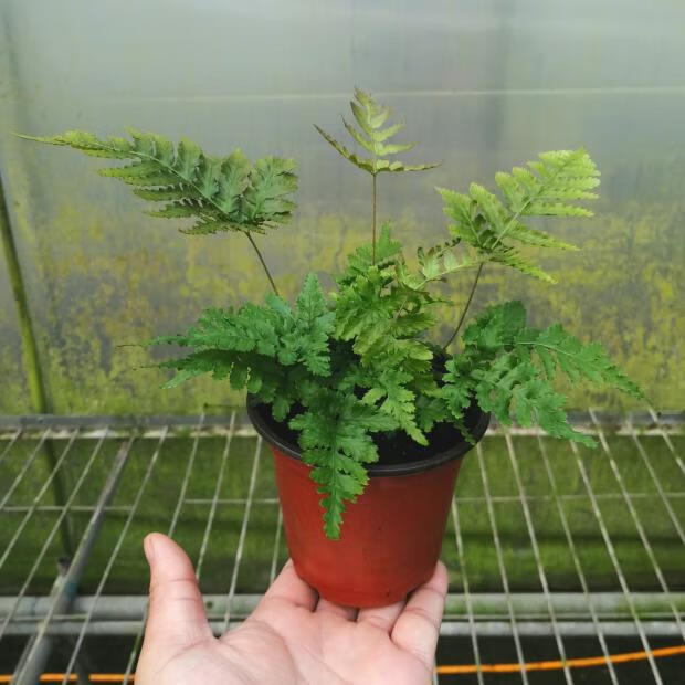 盆栽植物蕨類植物室內常青 腎蕨小盆 帶盆栽好【圖片 價格 品牌 報價