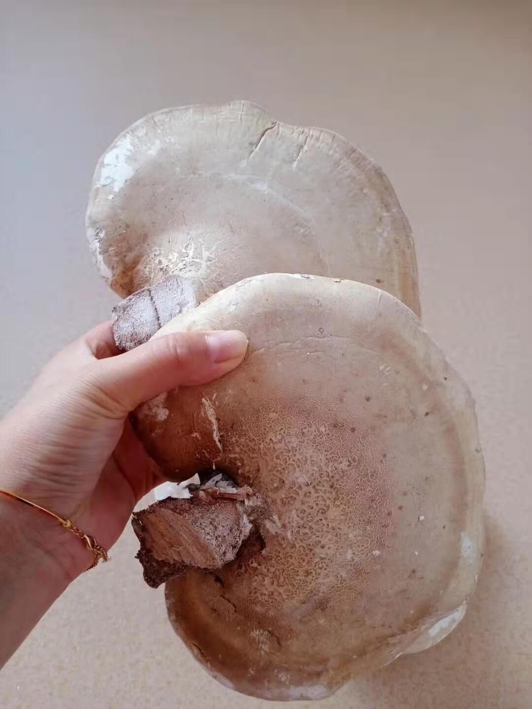 伟博长白山白灵芝 白边 白玉灵芝 白桦树灵芝 桦剥