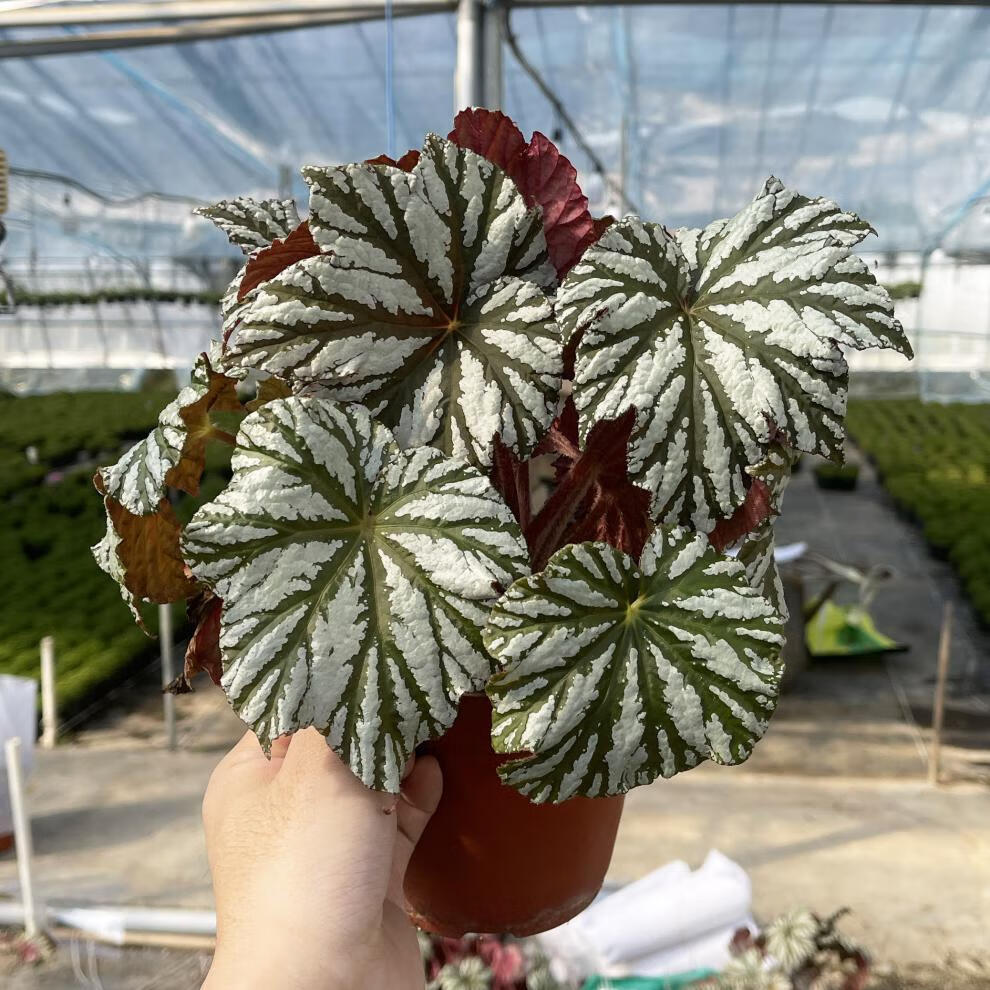 彩叶秋海棠焰火星云小螺号红拖微风冰川室内观叶植物绿植露露花园海棠