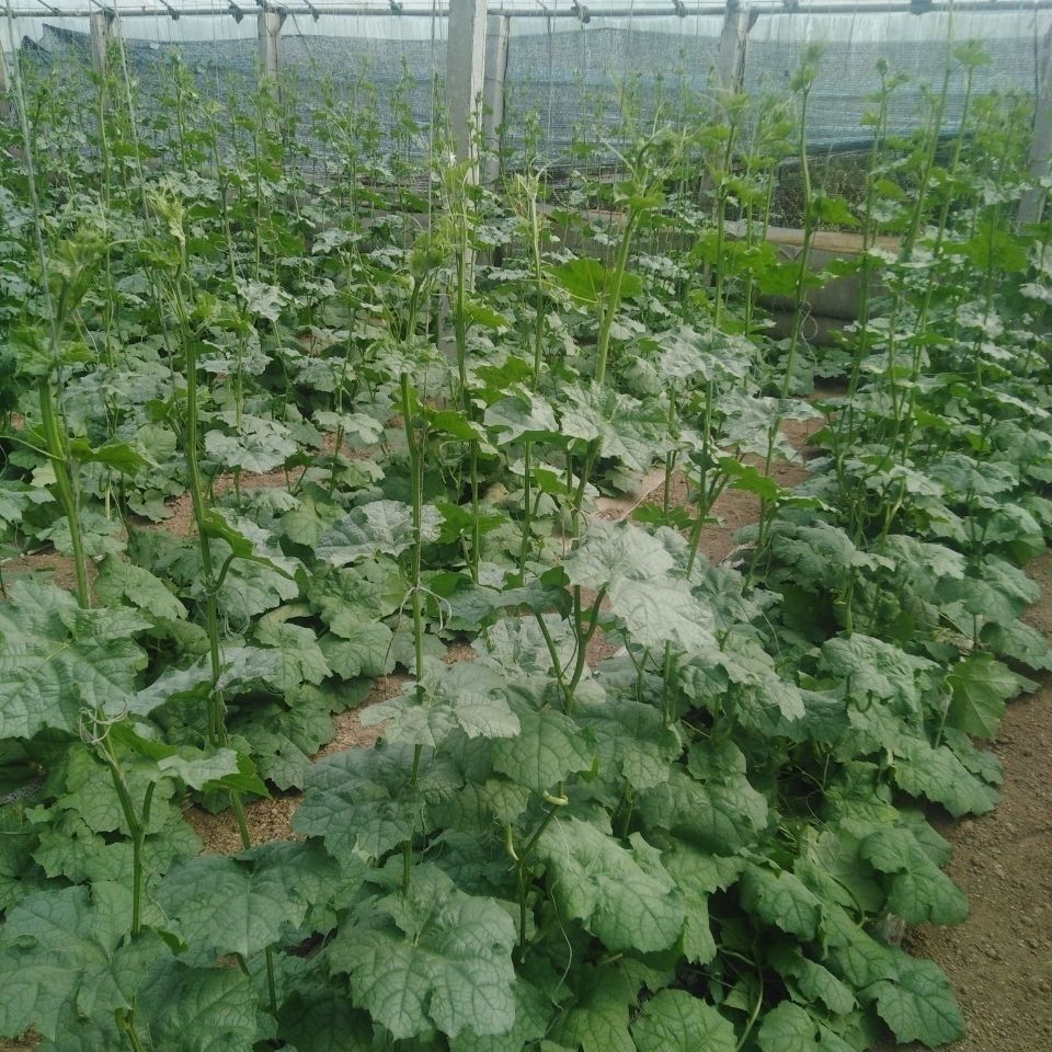 源外园苹果丝瓜 3斤装 山东新鲜蔬菜圆丝瓜绿皮丝瓜农家现摘现发丝瓜