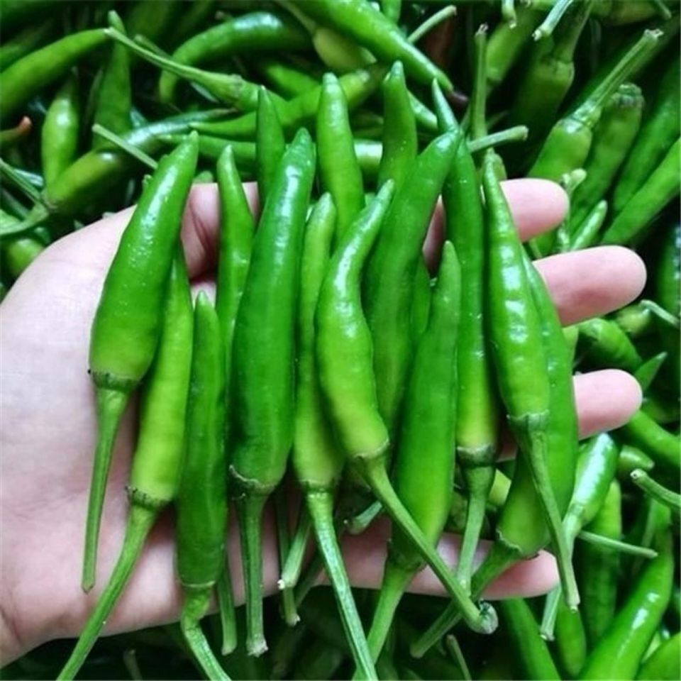 小米椒新鲜 辣椒小米辣尖椒椒新鲜 青辣椒泡椒朝天椒剁椒特辣蔬菜