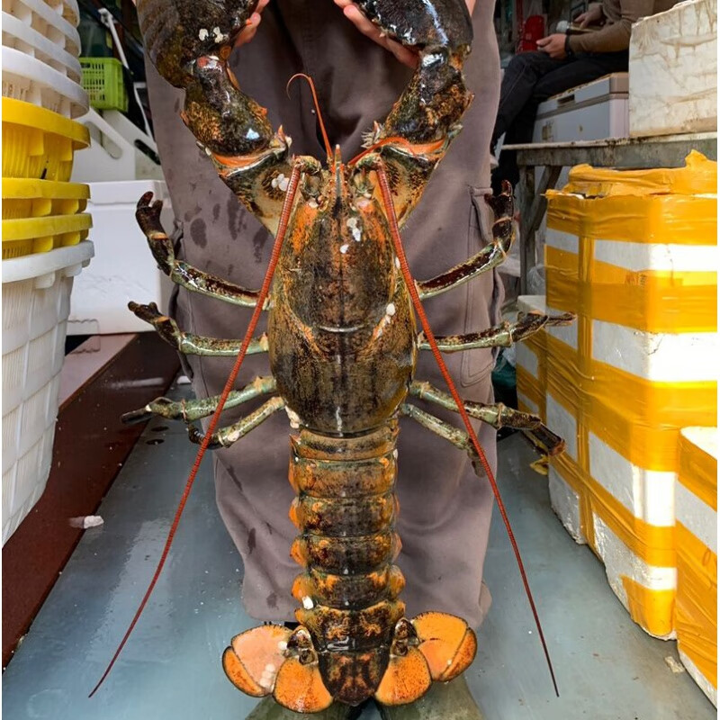 适用于波龙波士顿龙虾特大1斤-10斤澳龙波士顿大龙虾新鲜活龙虾