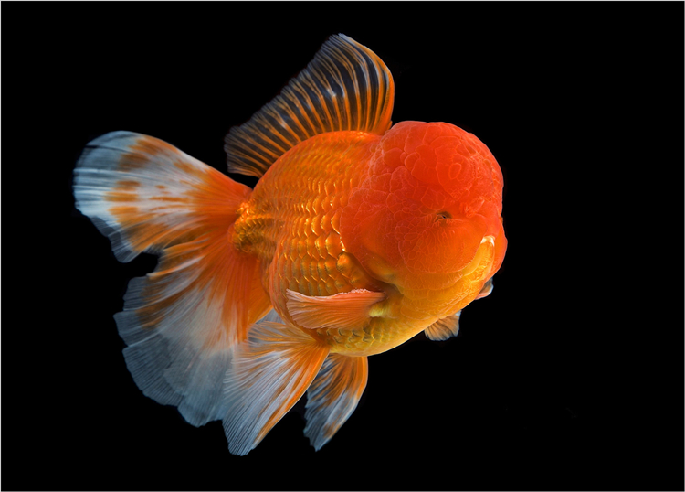 奈宠金鱼活体观赏鱼金鱼百褶泰狮锦鲤红白菠萝泰师百褶裙好养包活国粹