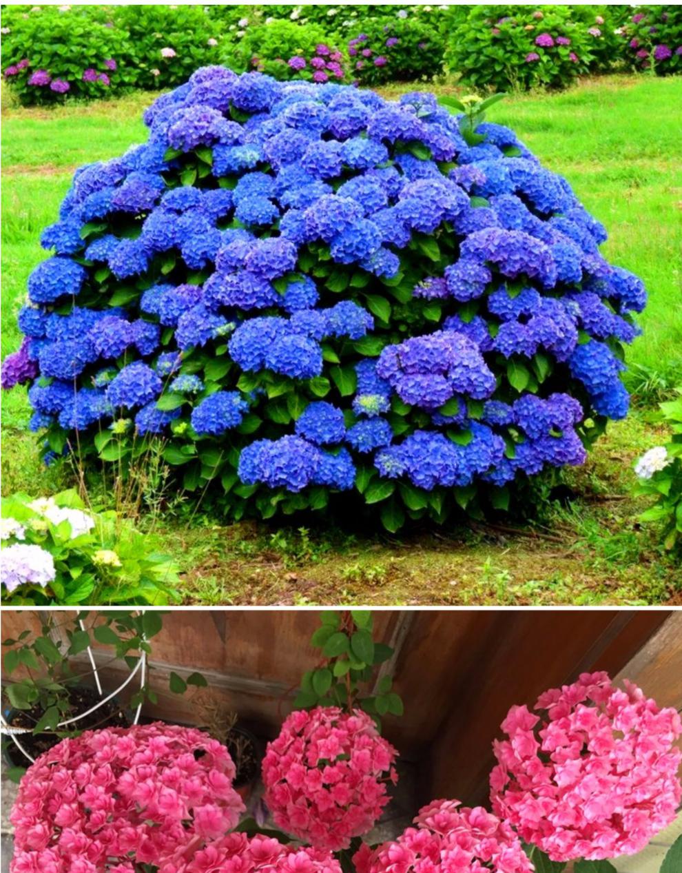 沭之美老桩无尽夏花苗八仙花阳台盆栽庭院花卉耐寒植物浓香四季 深蓝