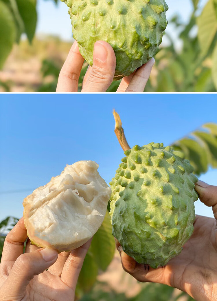 释迦果 高品质佛头果现摘水果 中果5斤家庭装 (10-12个)【图片 价格