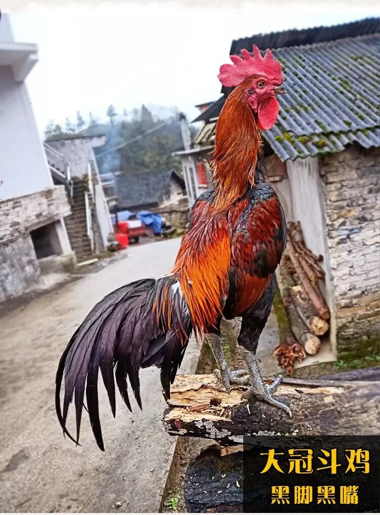 纯种斗鸡种蛋大冠受精蛋可孵化贵州黑脚精品盖泰缅斗鸡活苗小鸡 毛胡
