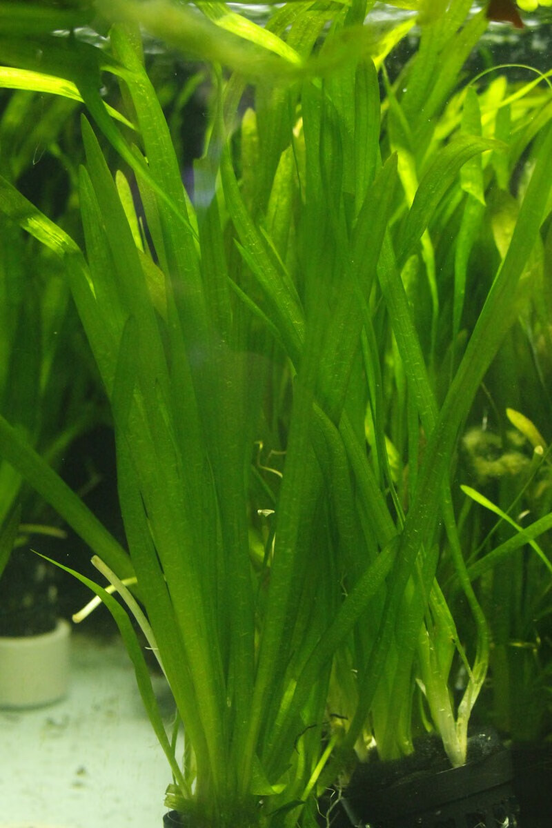 大水兰线叶谷精泰国水剑细叶水兰迷你小水兰水下叶针叶皇冠后景草